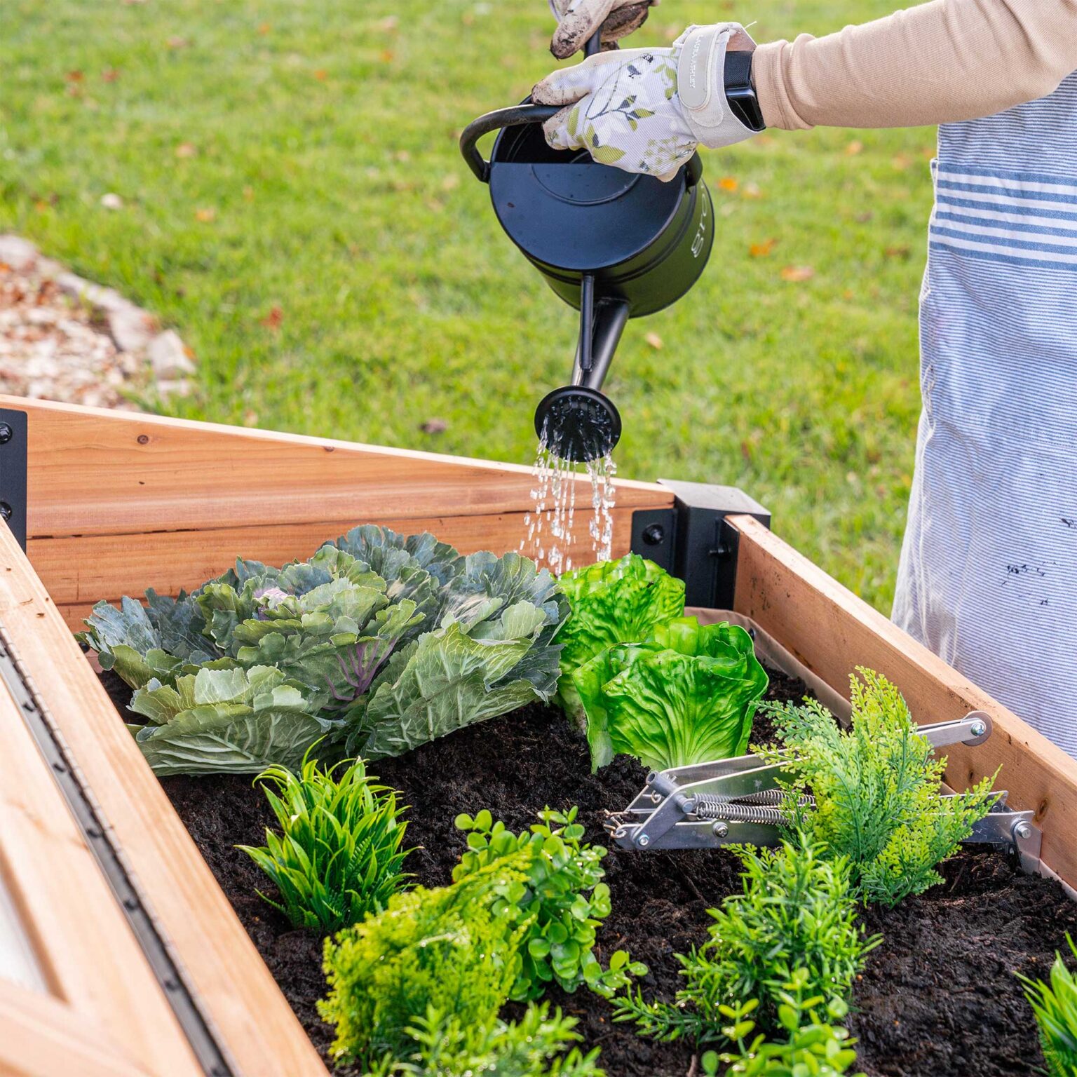 Aggie Cedar Cold Box watering